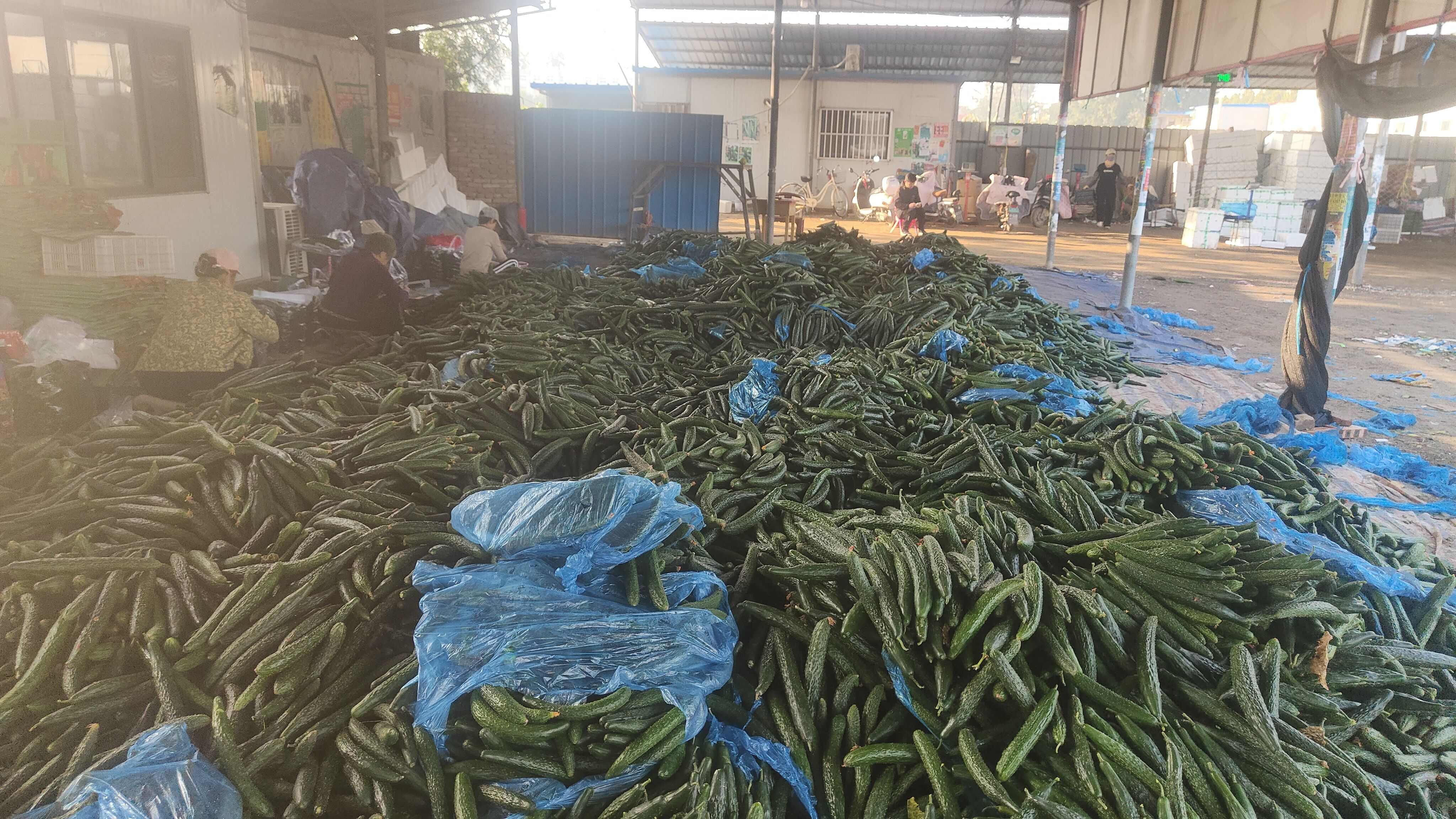 密刺黄瓜–酱菜厂黄瓜–食堂黄瓜–电商黄瓜