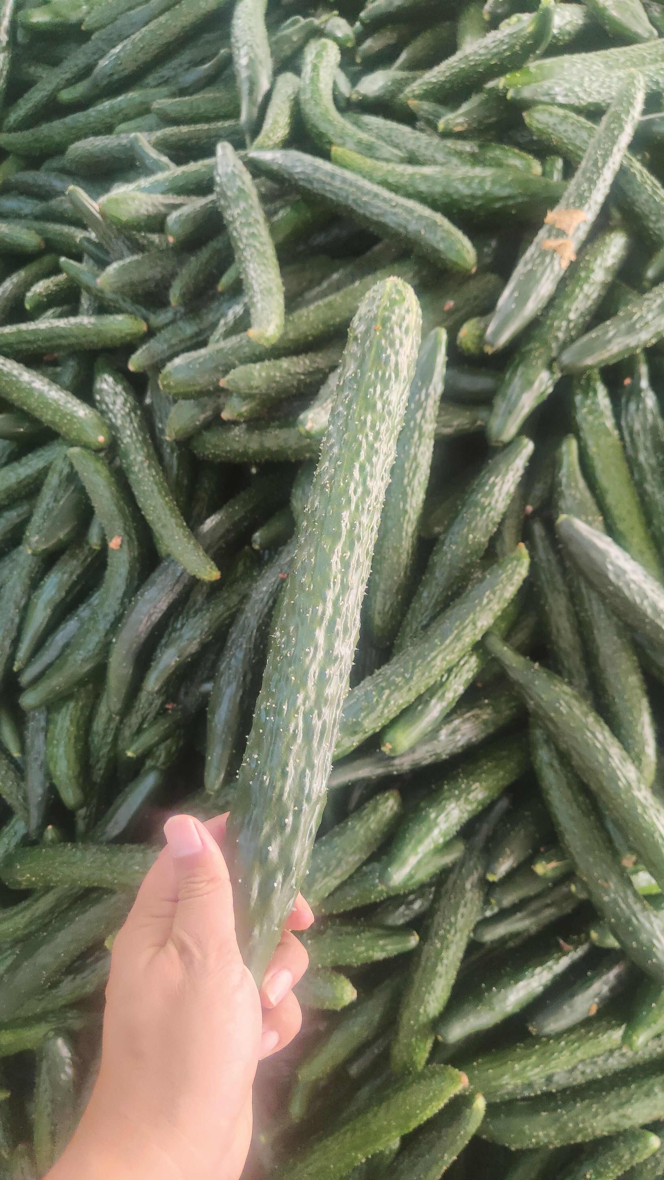 密刺黄瓜–酱菜厂黄瓜–食堂黄瓜–电商黄瓜