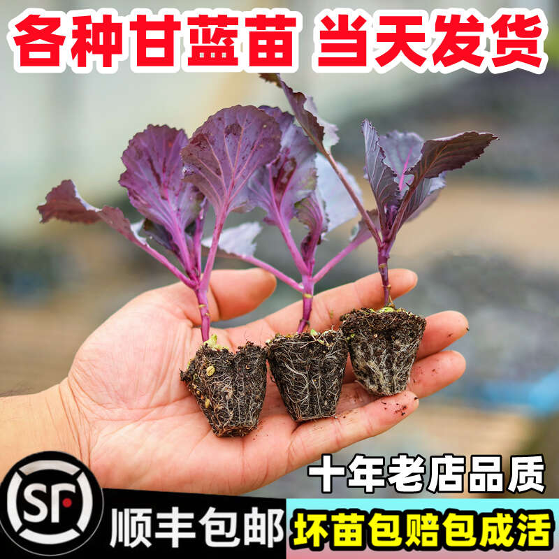 紫甘蓝四季可种带土发货