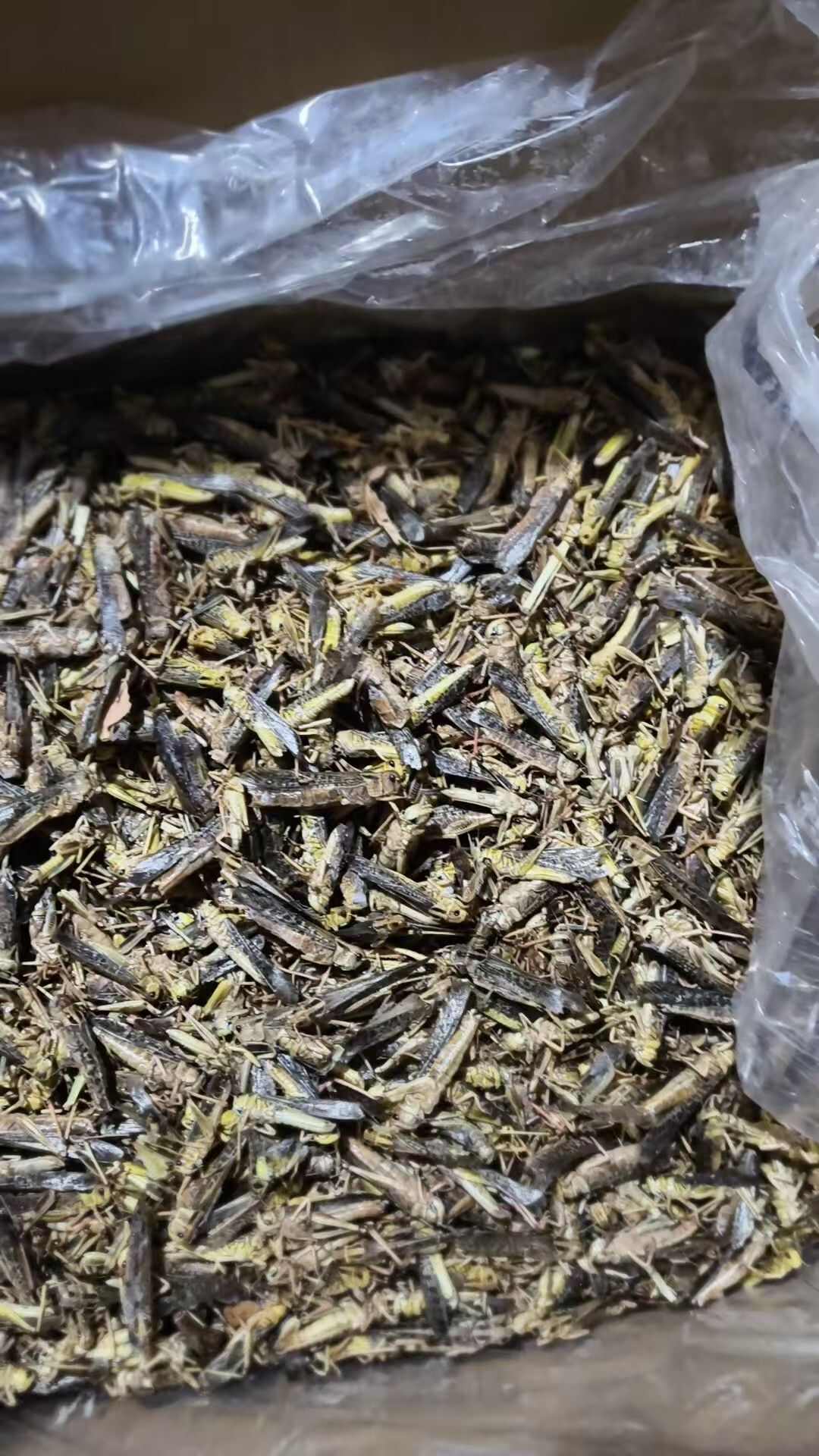 东亚飞蝗