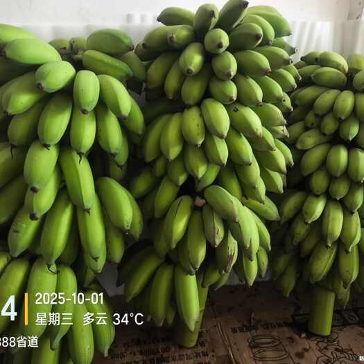高州市高州粉蕉，香蕉产地直供，专业代收购，代发货！