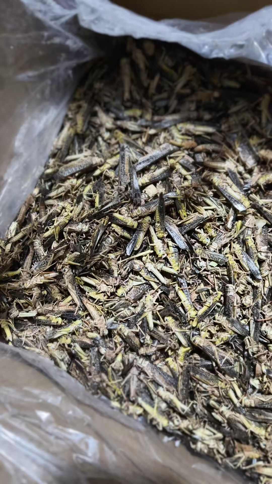 东亚飞蝗