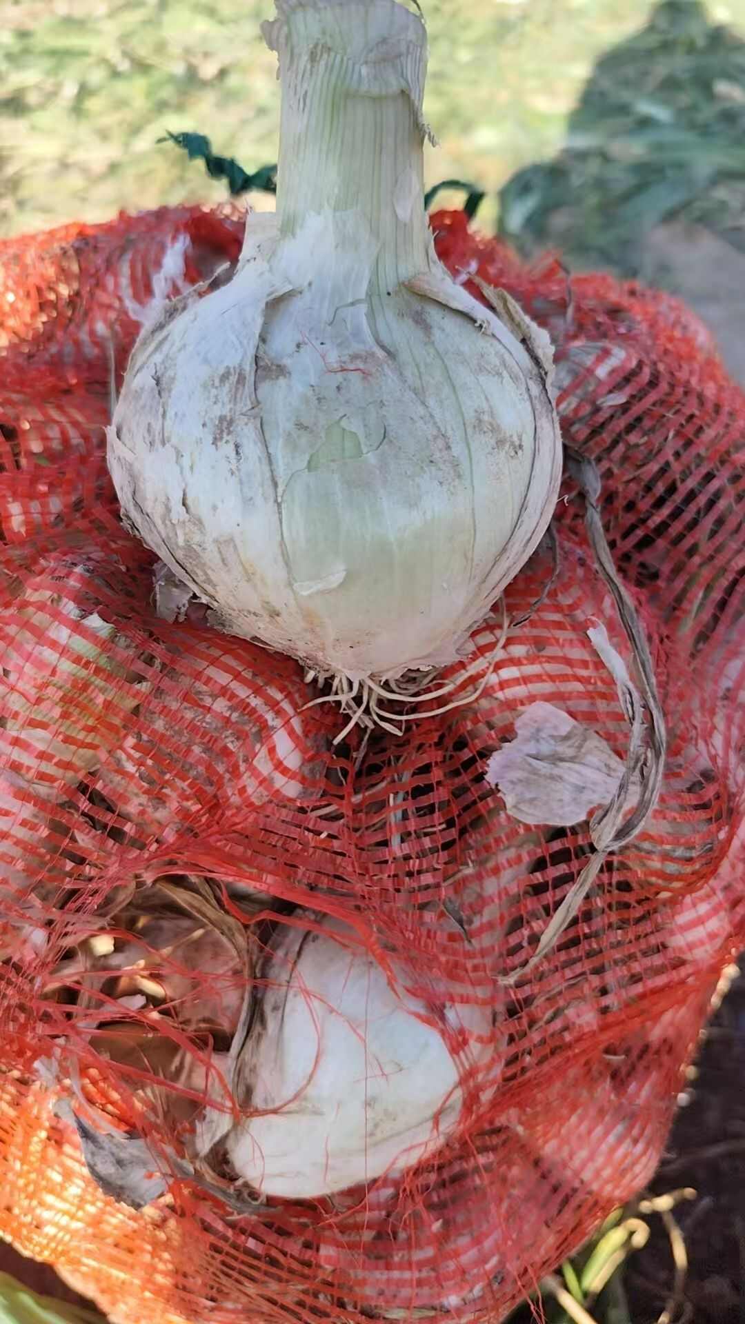 小白洋葱