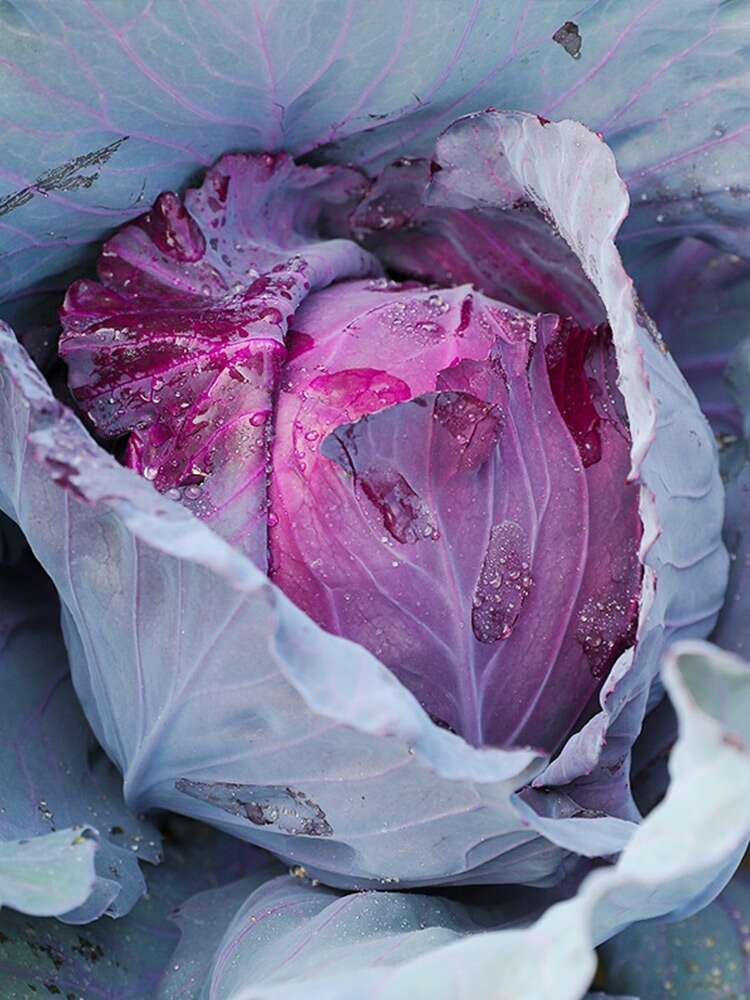 紫甘蓝四季可种带土发货