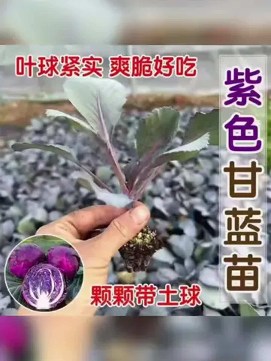 紫甘蓝四季可种带土发货