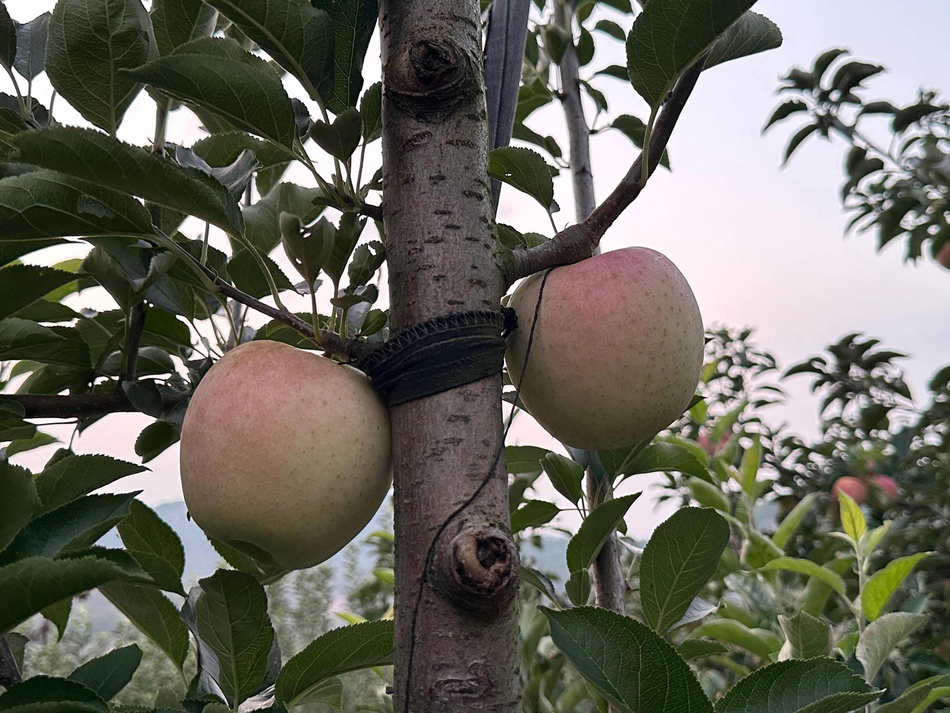 王林