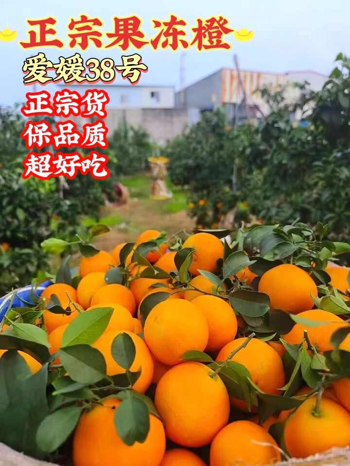 〖现货〗四川爱媛38号果冻橙手剥橙子皮薄多汁柑橘果肉细腻清甜