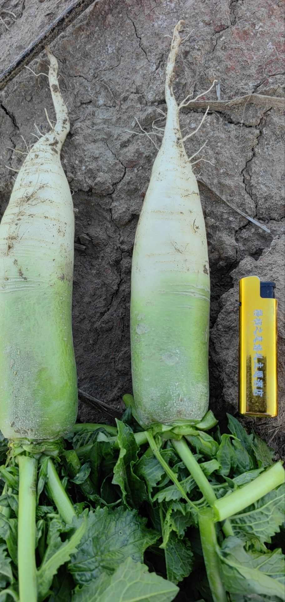 出售苹果介菜和水果萝卜