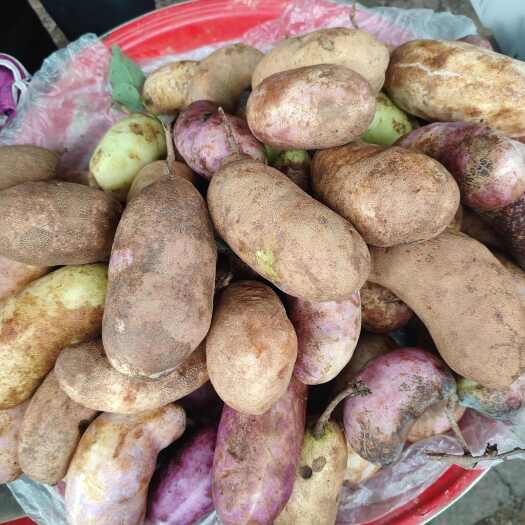 镇雄县云南野生八月瓜