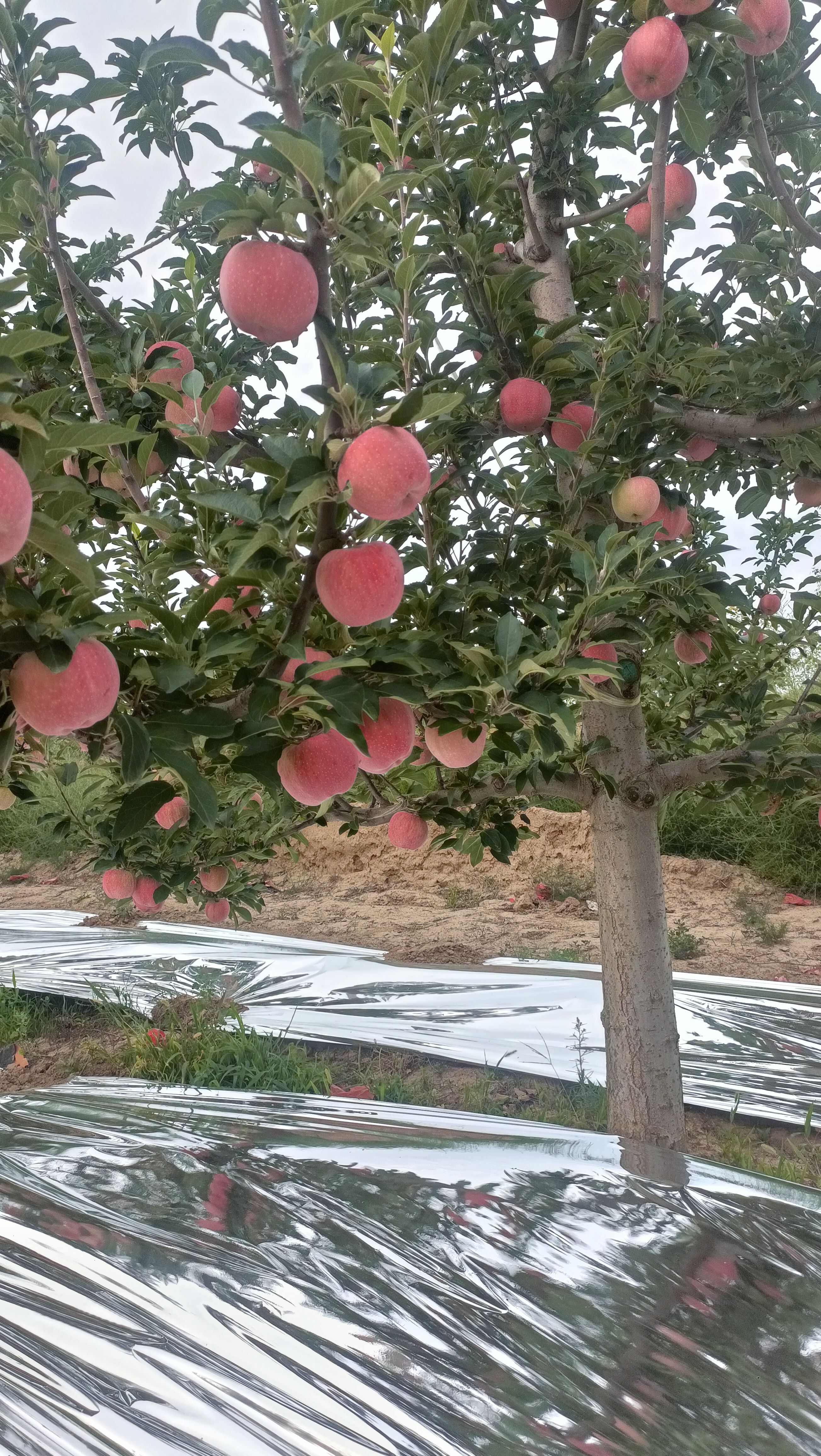 白水苹果