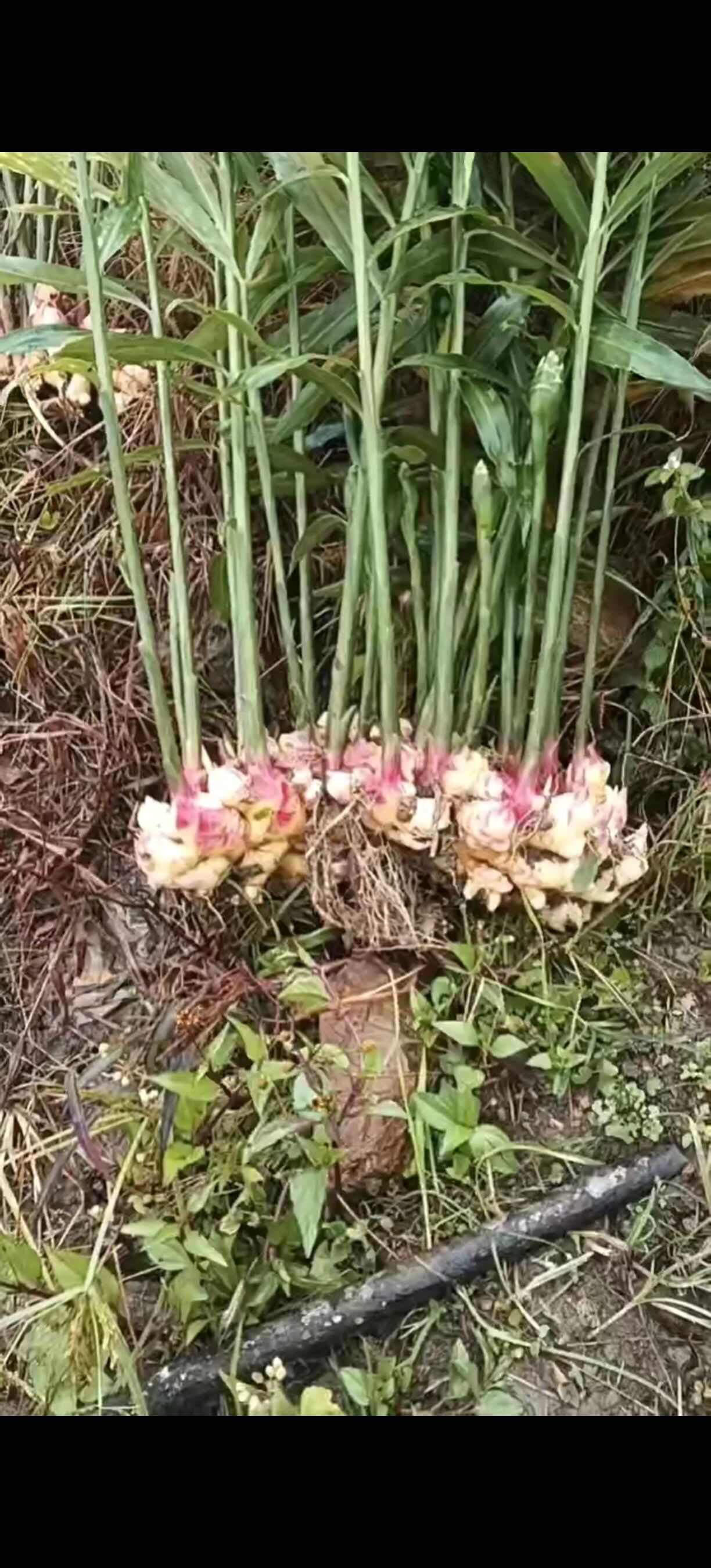 湖南2号姜，嫩姜，云南高山种出来的姜