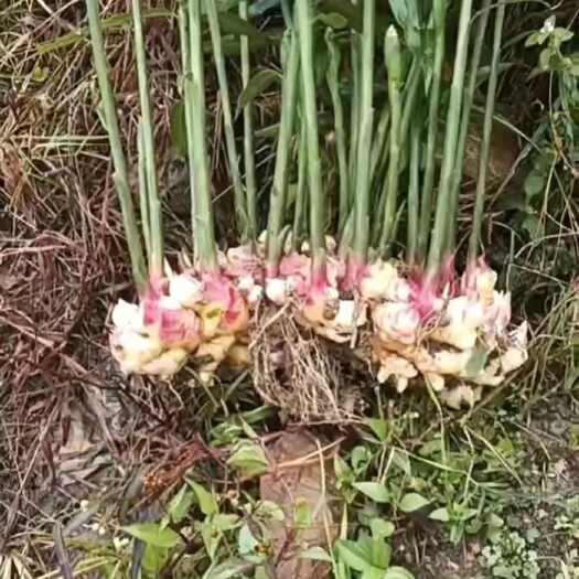 绿春县湖南2号姜，嫩姜，云南高山种出来的姜