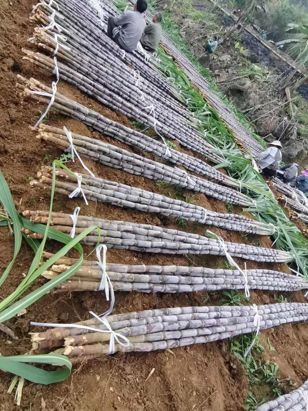 贵州柴皮甘蔗，产地推销，一手货源，货源充足