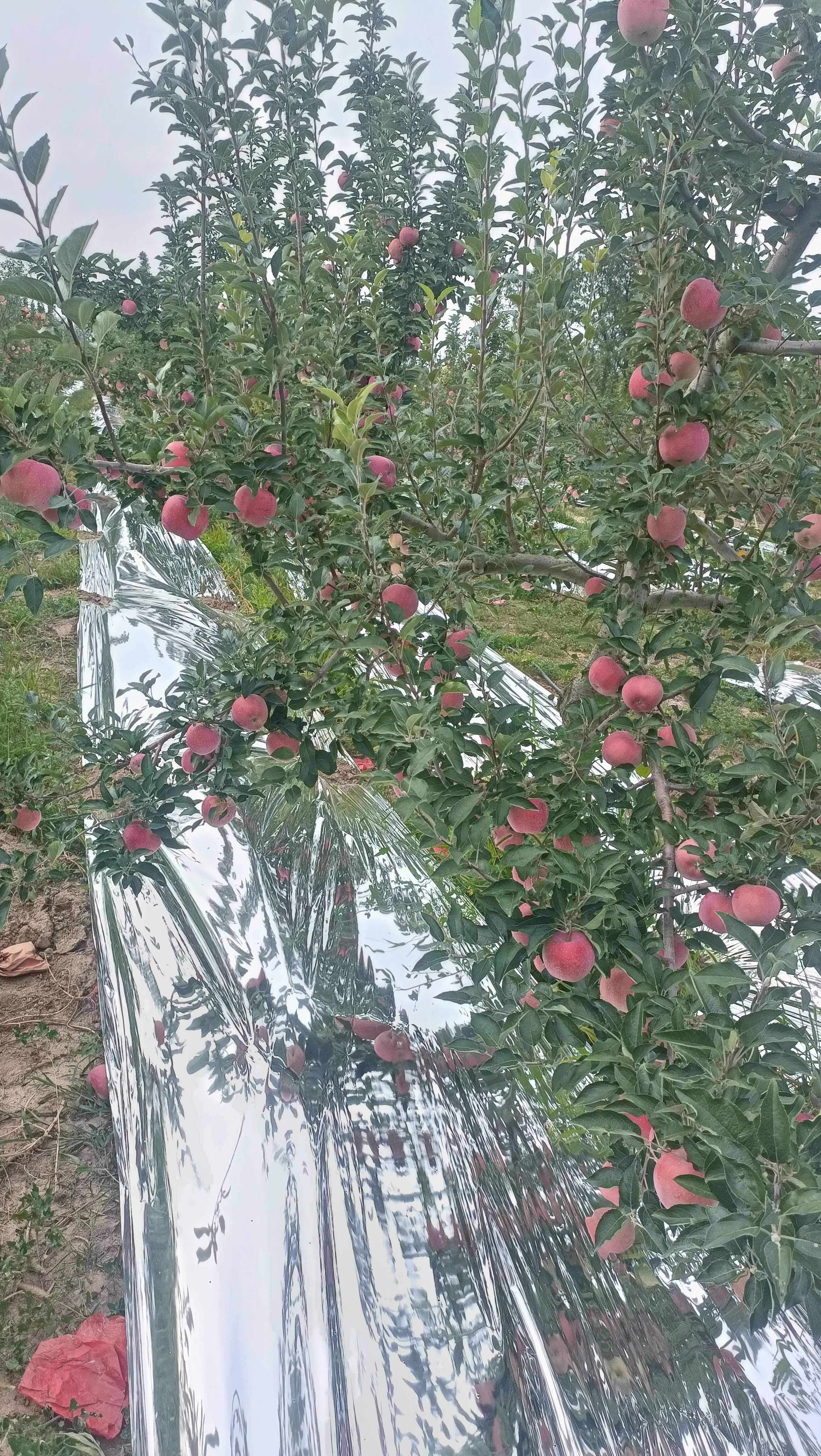 白水苹果