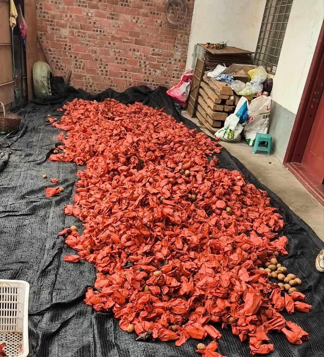 农户自种黄心猕猴桃