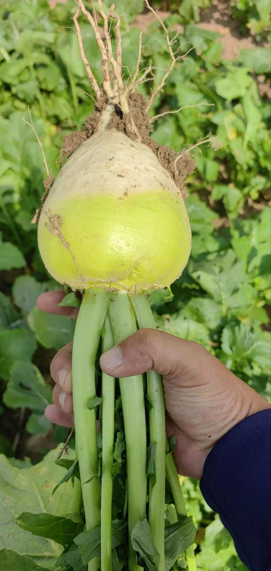 出售苹果介菜和水果萝卜