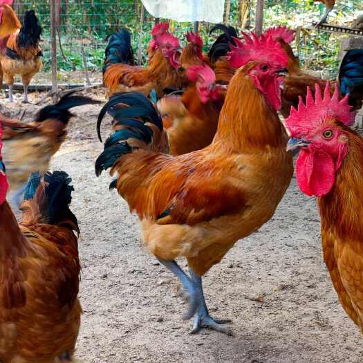 荣县四川省自贡市荣县留佳镇纯粮食养殖土鸡大量有资源