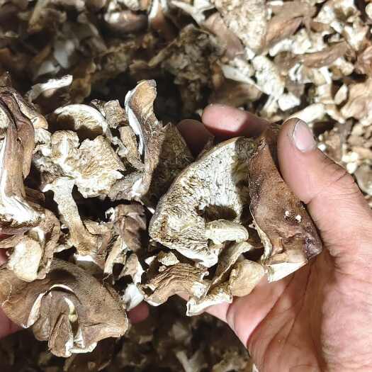 多伦县野生蘑菇干货土豆蘑，地口蘑