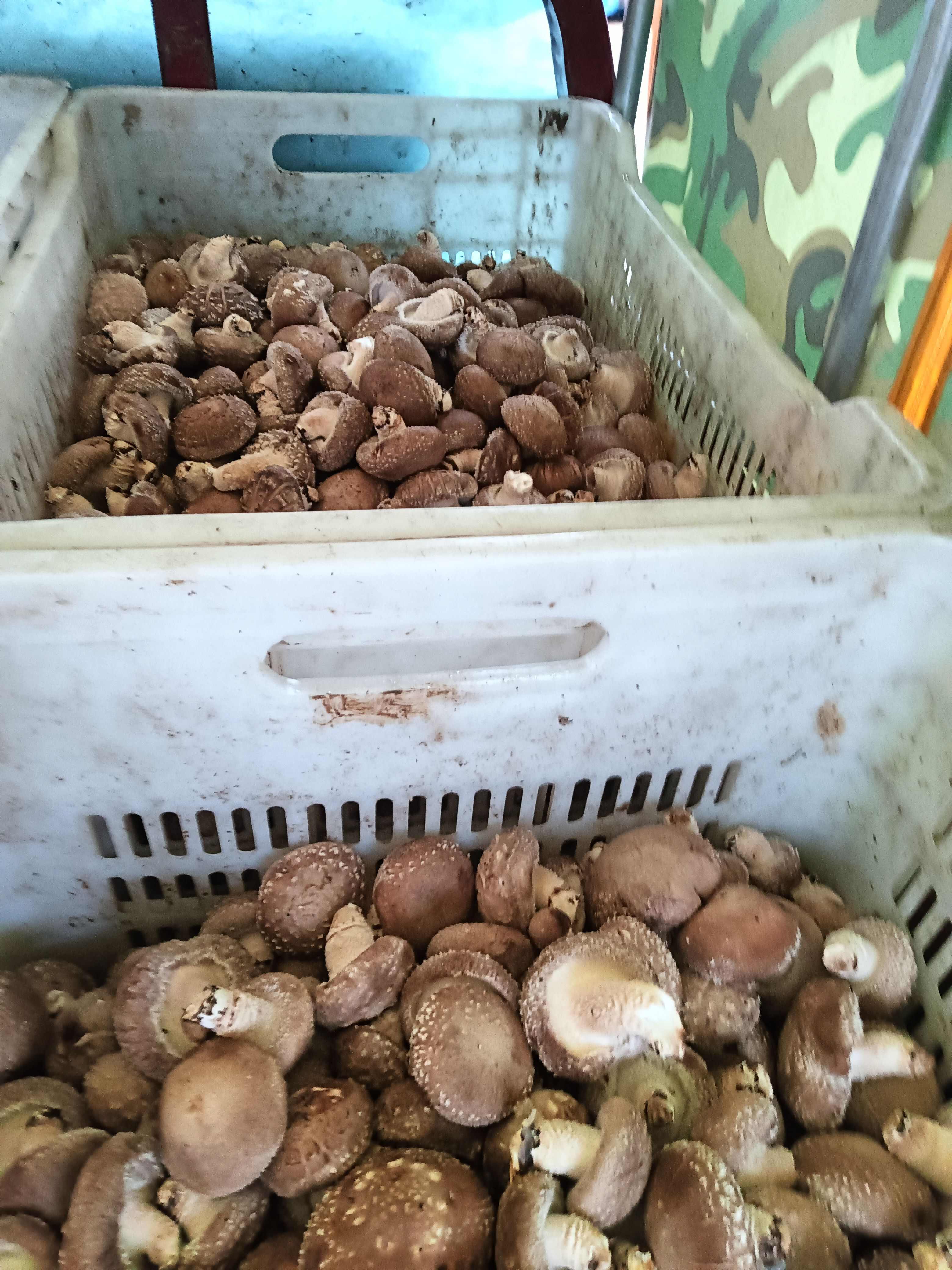 鲜香菇，干香菇
