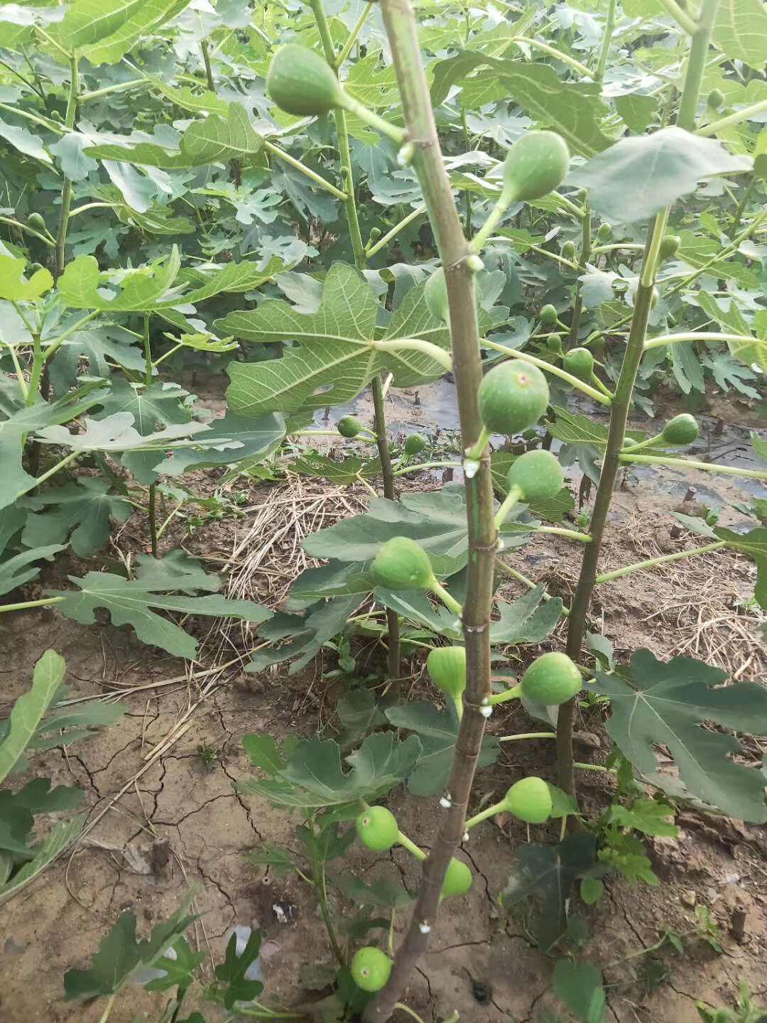 无花果树苗 新品种无花果苗 波姬红无花果树苗批发 当年结果