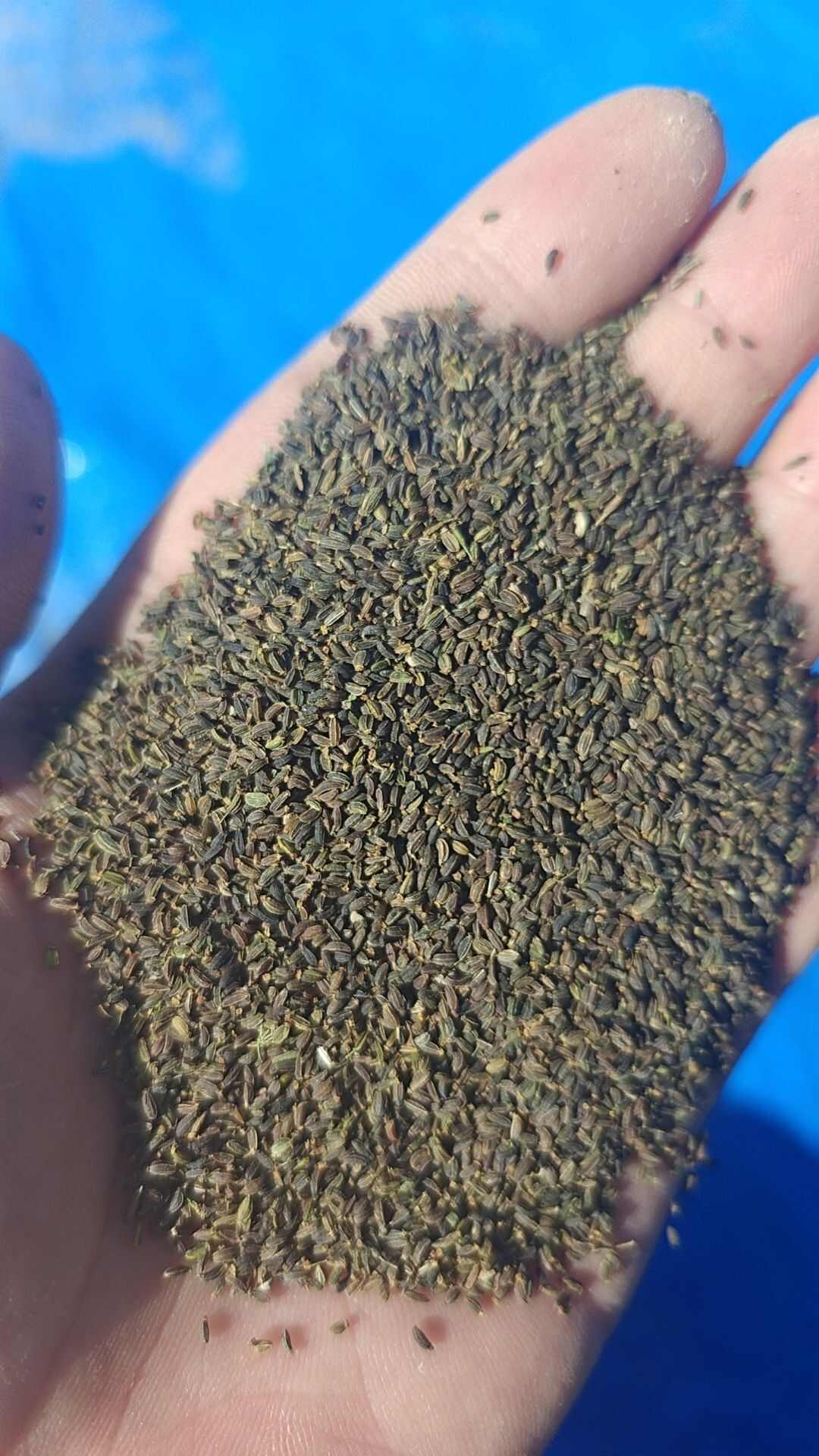 北柴胡种子，红根直条