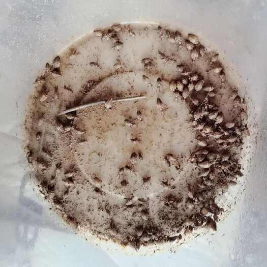 巫溪，山洞地牯牛