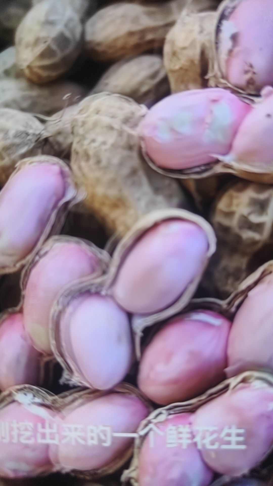 鲜花生大量现货颗粒饱满一手货源并有专业团队为你服务