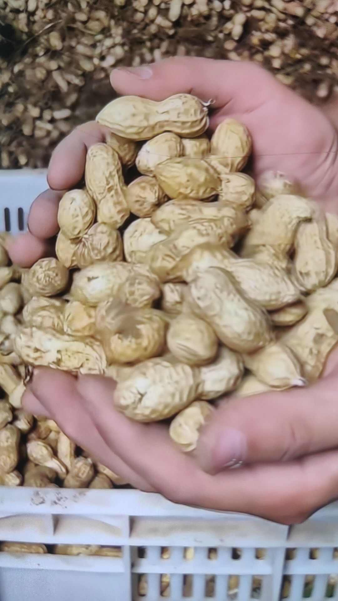 鲜花生大量现货颗粒饱满一手货源并有专业团队为你服务