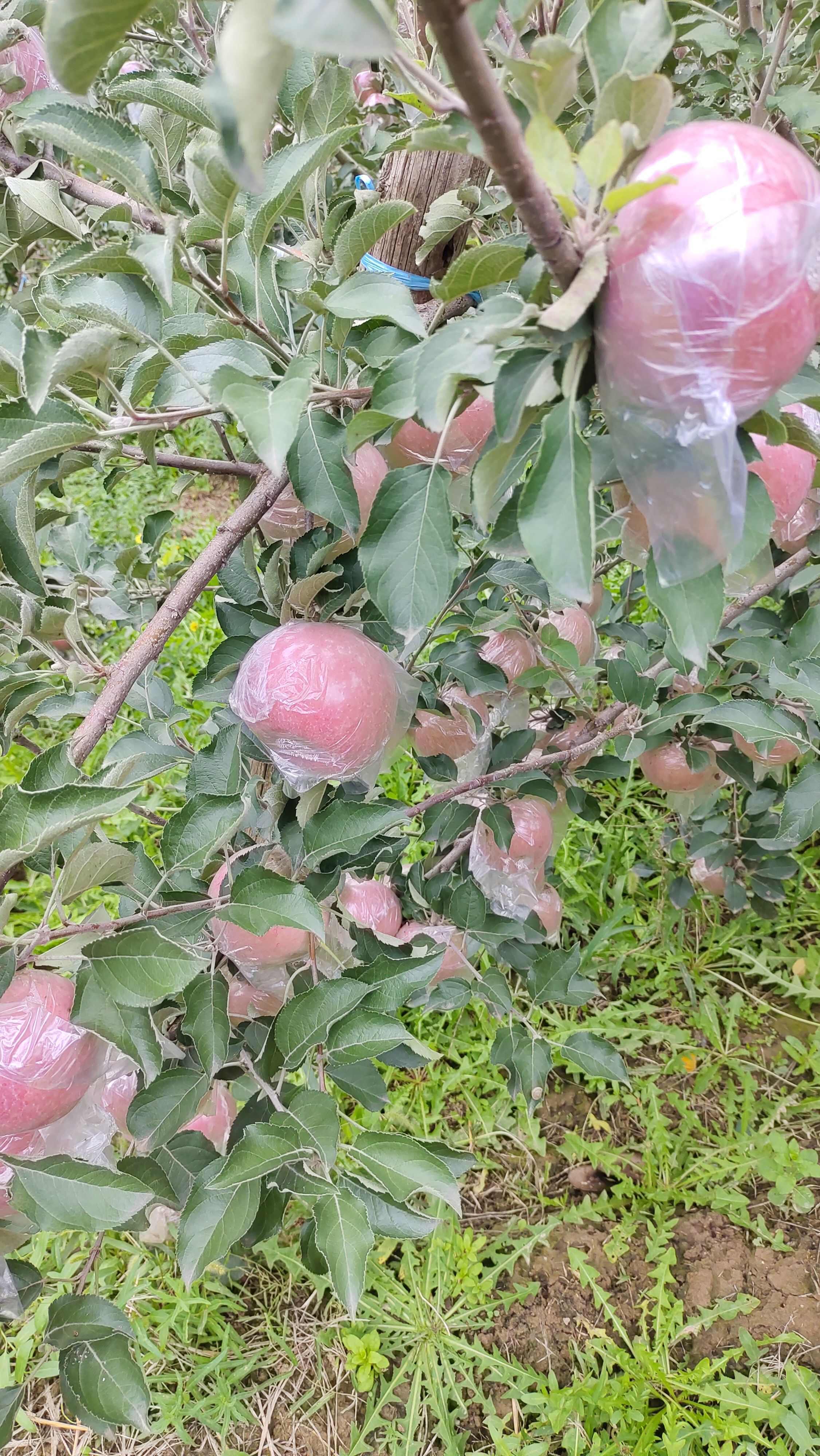 红富士苹果  膜代的富士苹果坡上货膜代的富士苹果口感好的，，