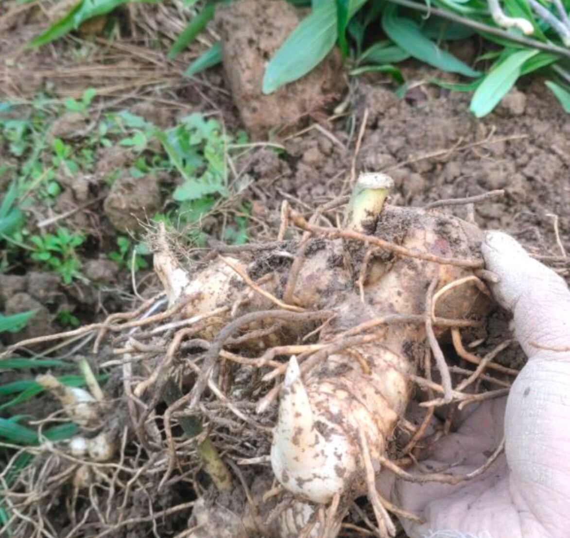 精选多花姜型黄精种芽（倒苗）药典品种大部分地区可包邮