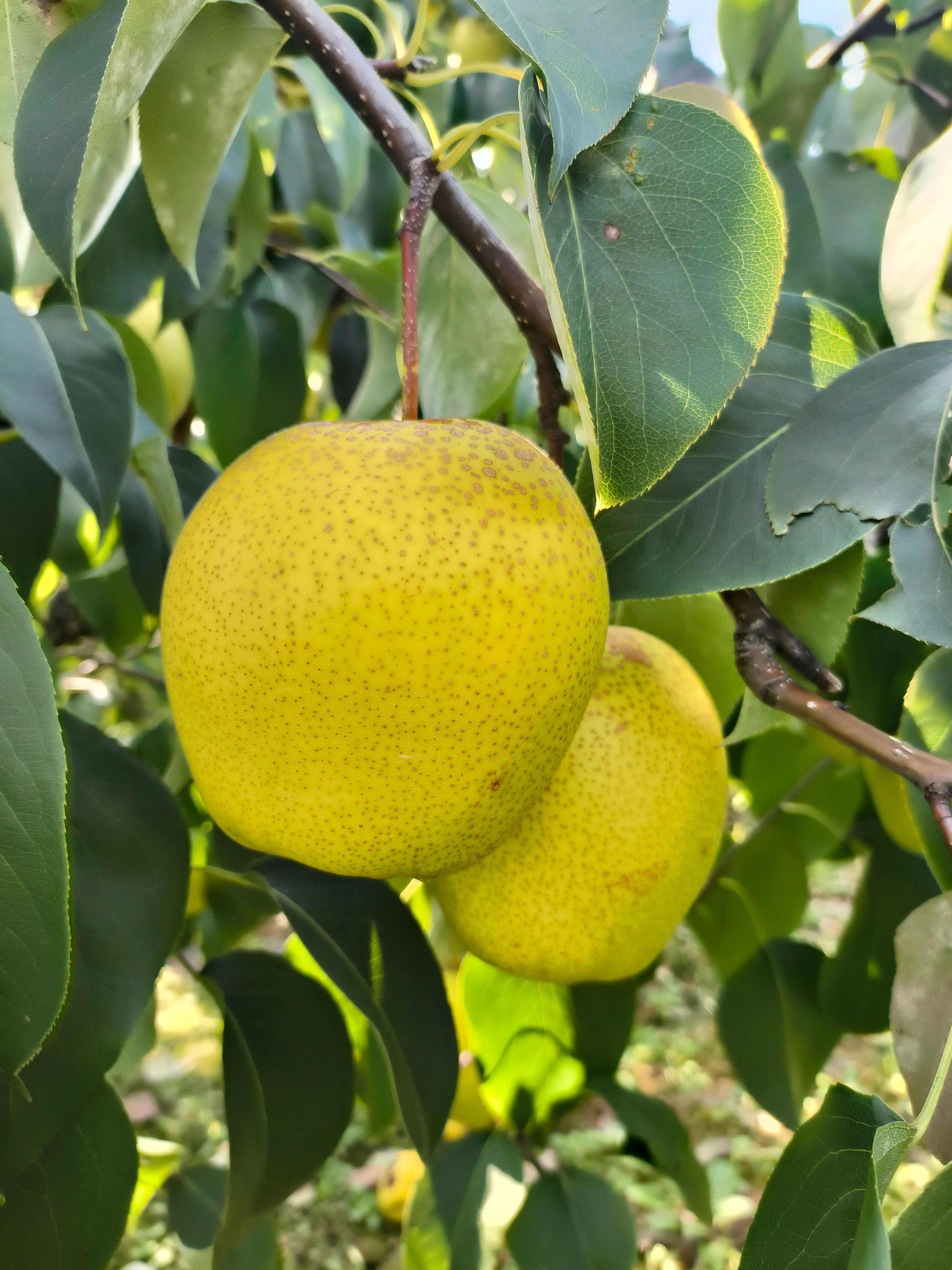 黄雪花梨，糖度大，果品好，