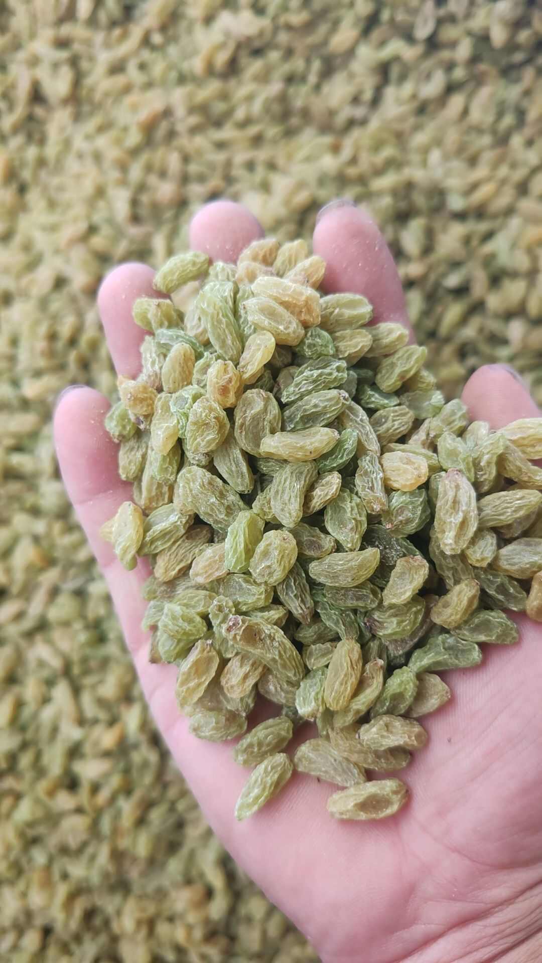 葡萄干，红香妃，蓝宝石，无核白，