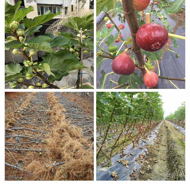 无花果树苗 新品种无花果苗 波姬红无花果树苗批发 当年结果