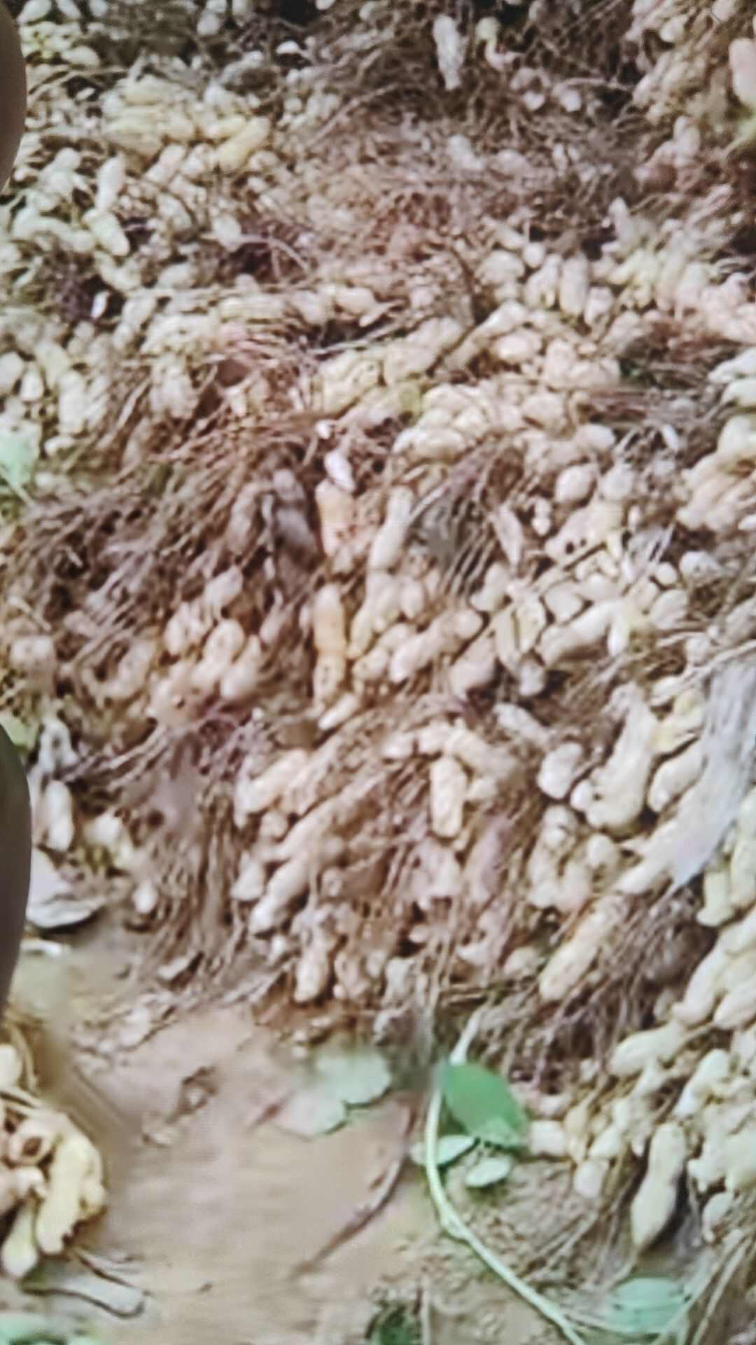 鲜花生大量现货颗粒饱满一手货源并有专业团队为你服务