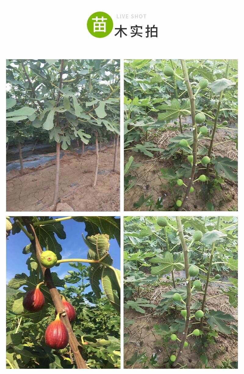 无花果树苗 新品种无花果苗 波姬红无花果树苗批发 当年结果