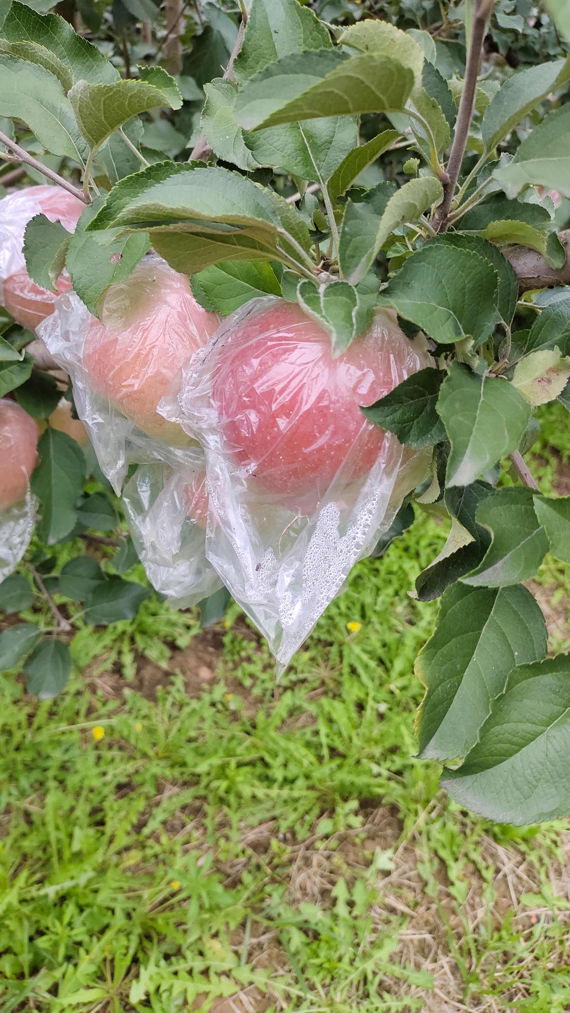 红富士苹果  膜代的富士苹果坡上货膜代的富士苹果口感好的，，