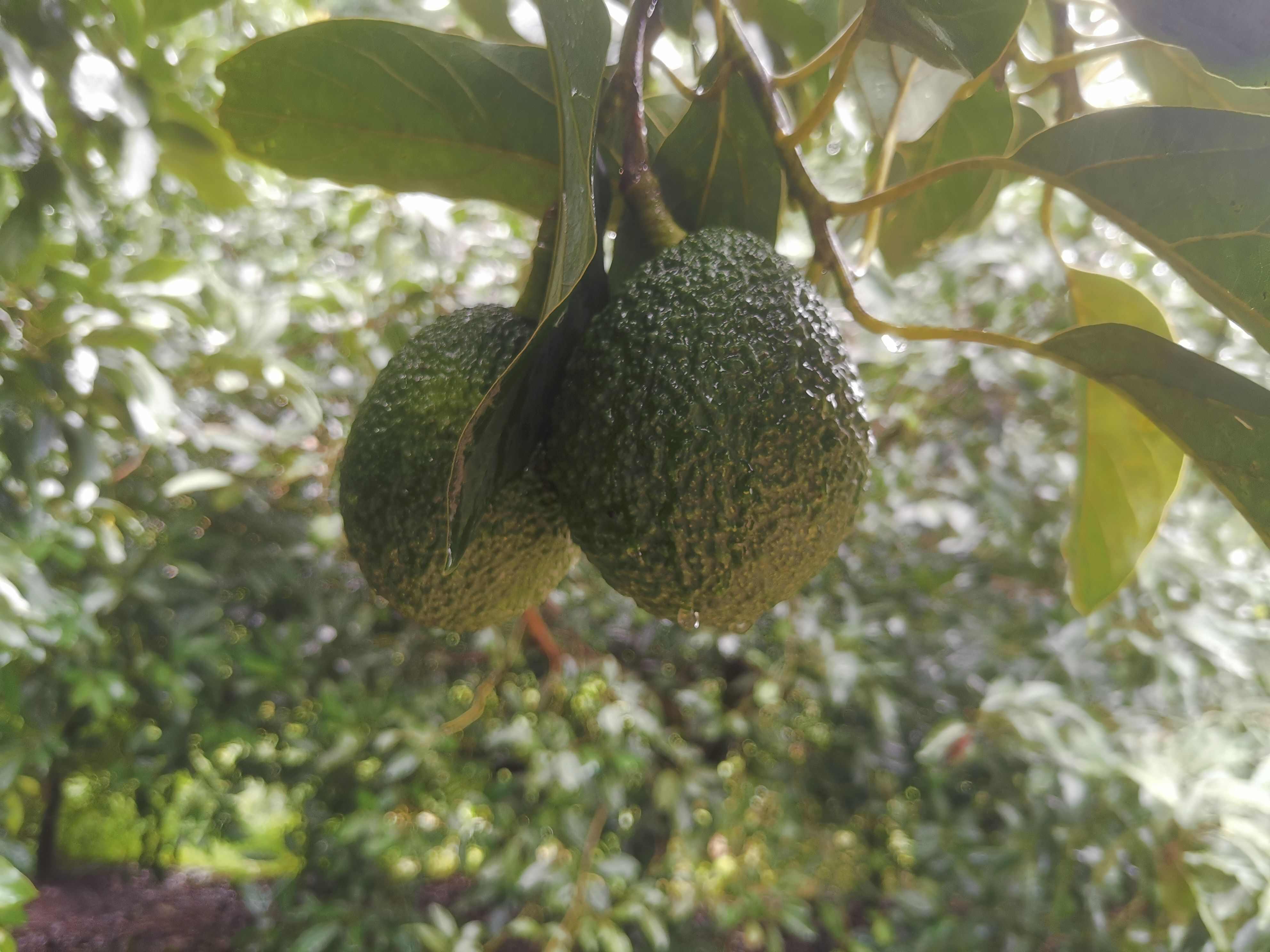 国产牛油果，云南本地现摘