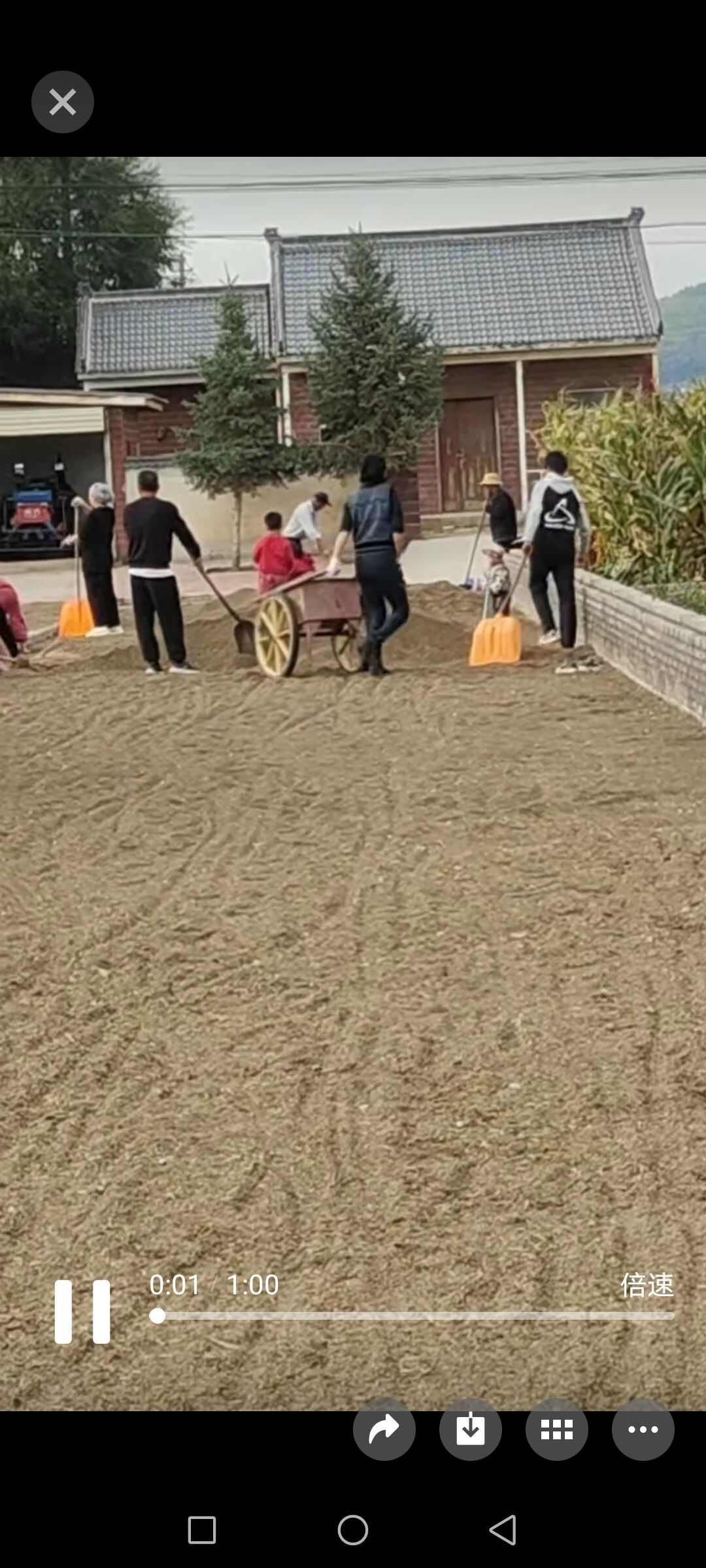 苦荞