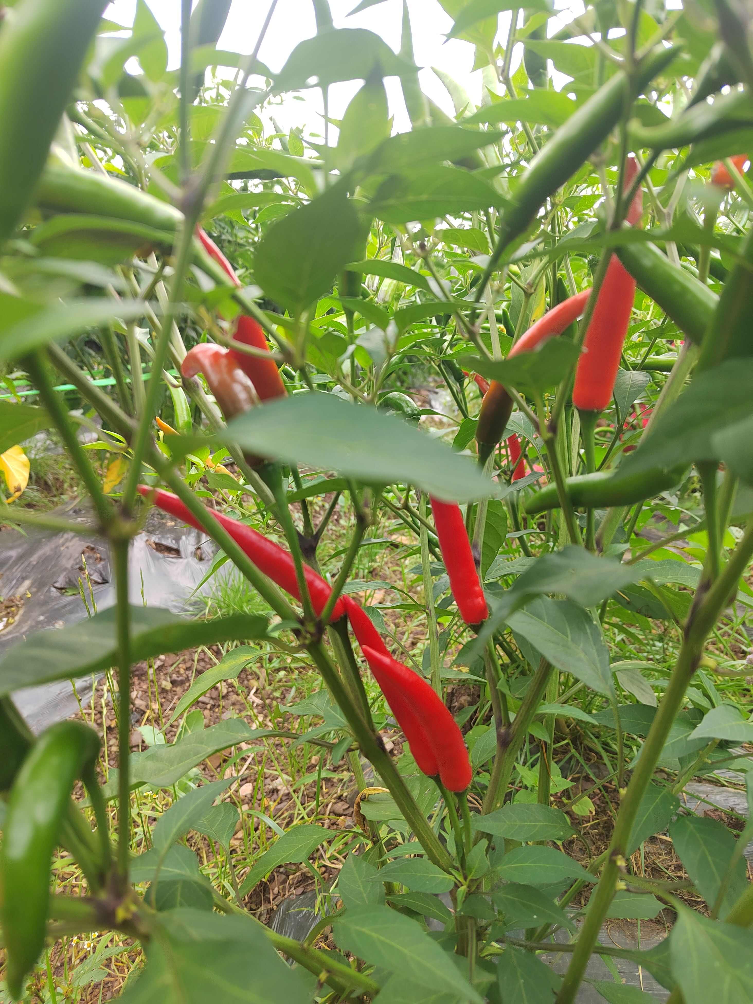 朝天椒（小米椒）新鲜硬皮
