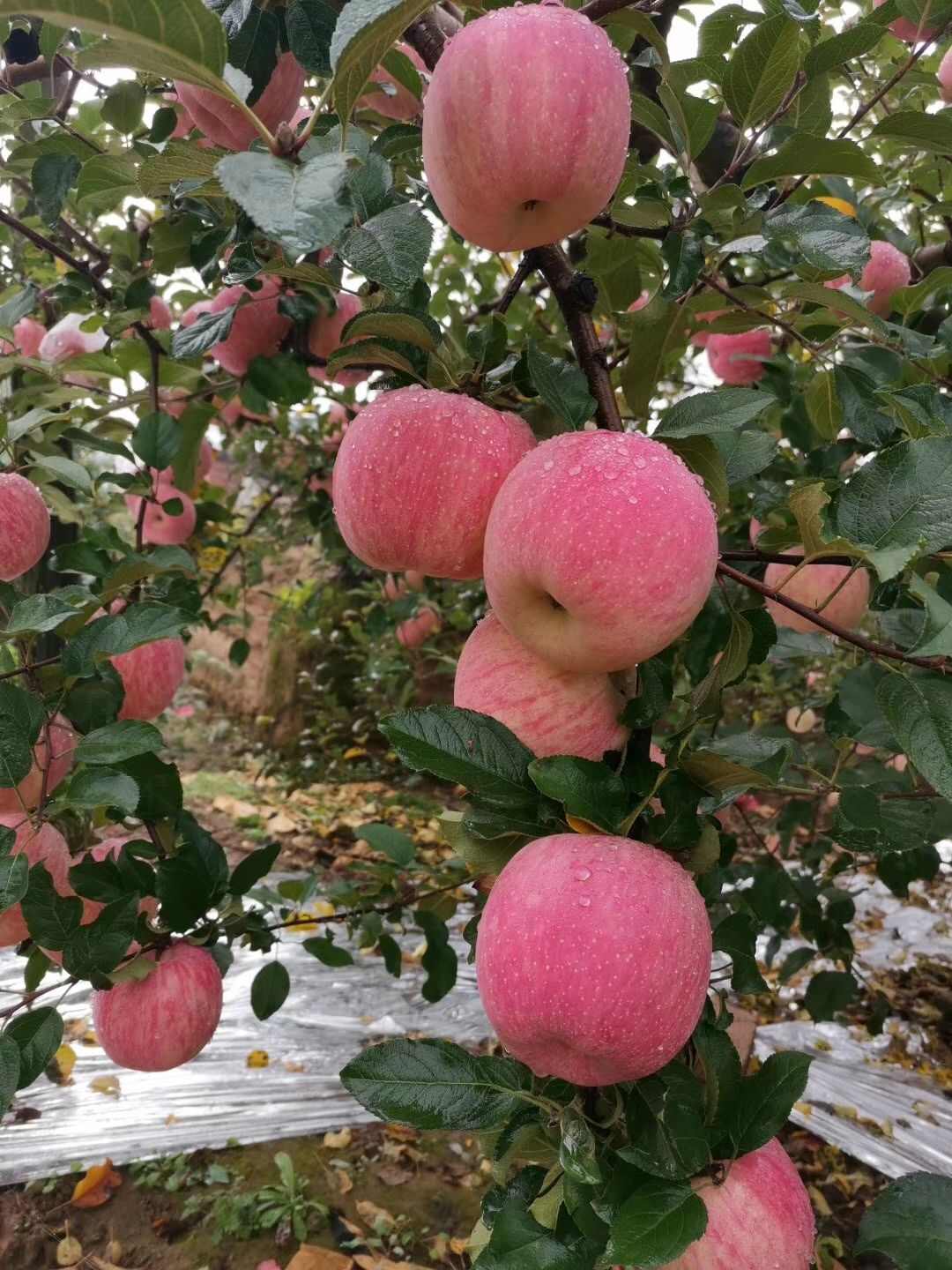 富县红富士苹果