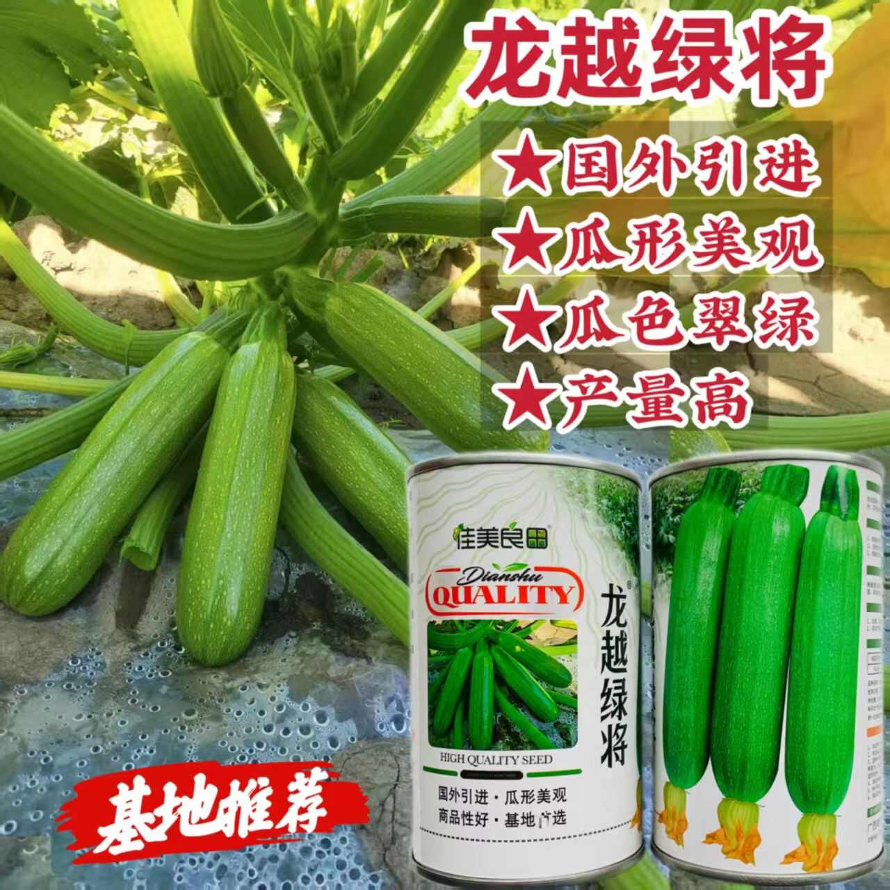 龙越绿将西葫芦种子云南西南热销翠绿色西葫芦种籽春秋季角瓜种子