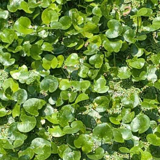 泗洪县水鳖，养殖工程绿化专用