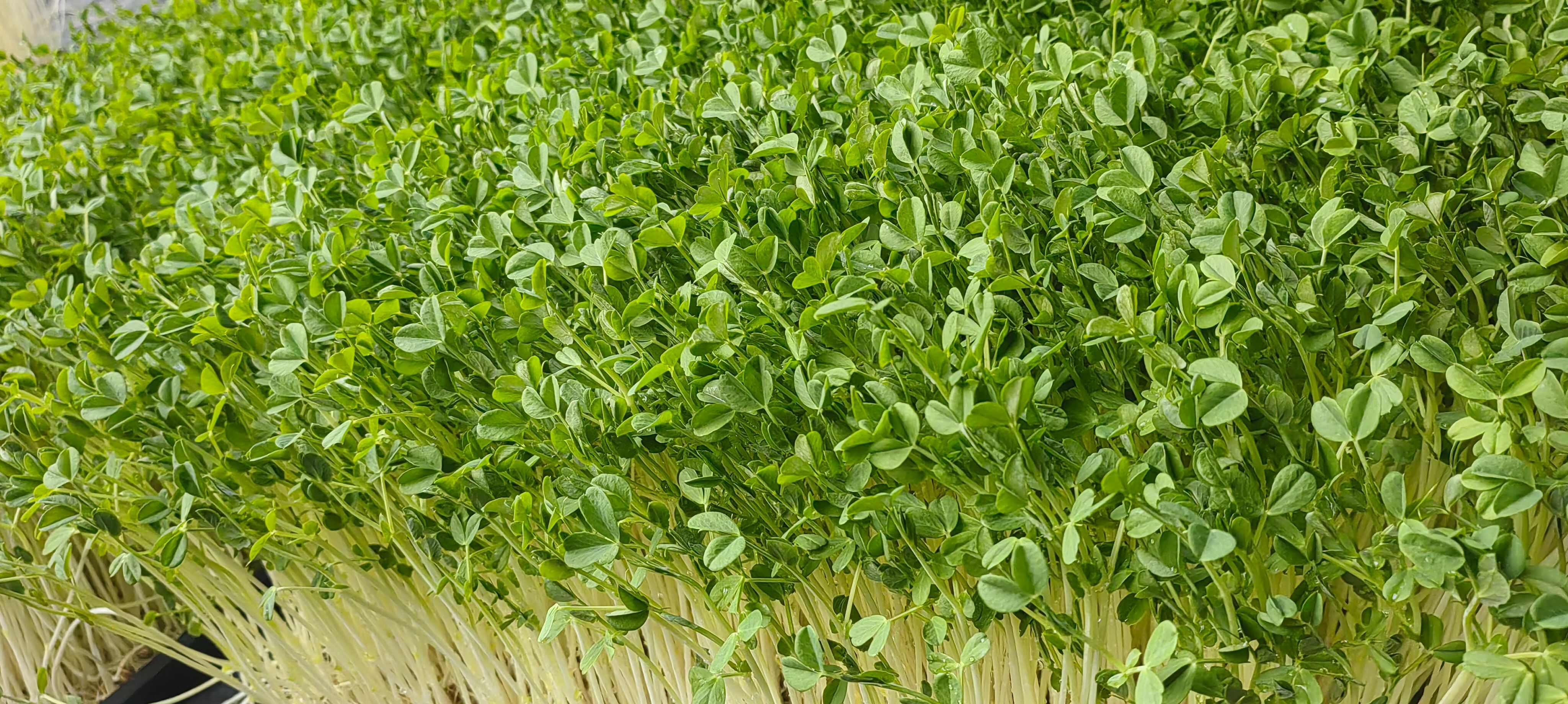 大叶豌豆苗，纤维少口感很好