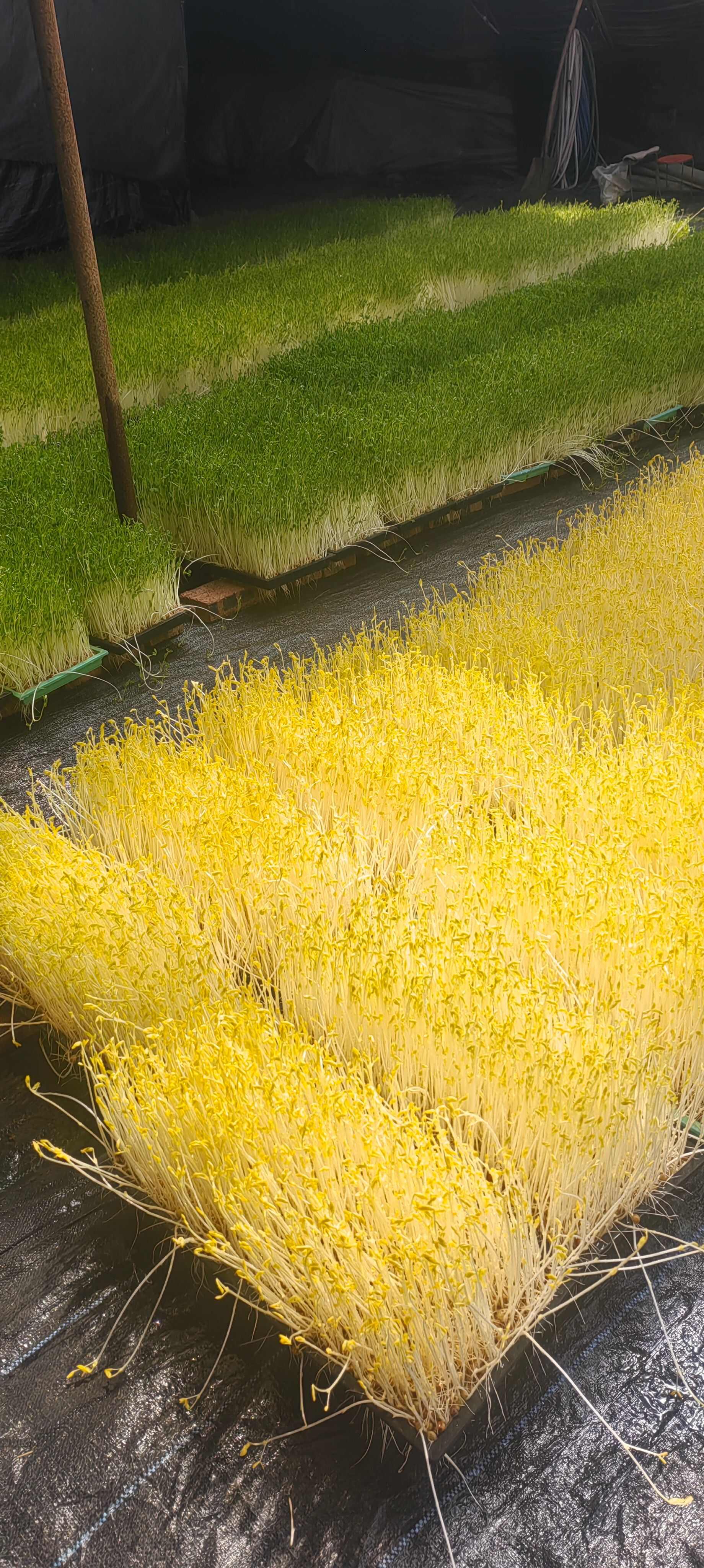 大叶豌豆苗，纤维少口感很好