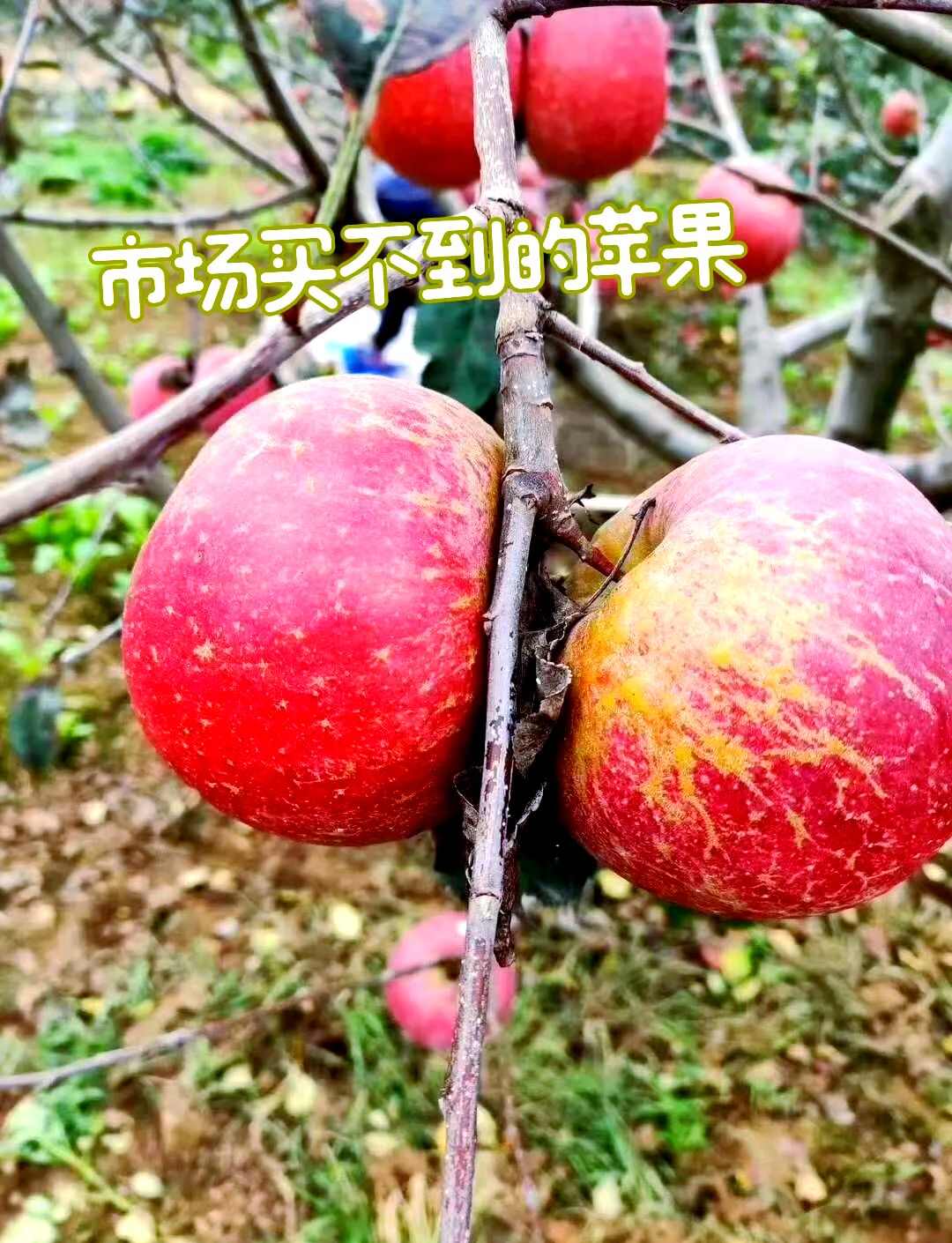 老人，小孩儿，最爱的丑苹果(5斤发18个左右)