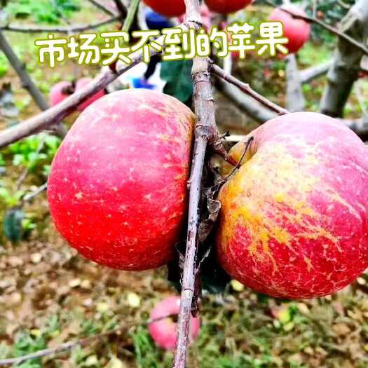 嘉善县老人，小孩儿，孕妇最爱的丑苹果(5斤发18个左右)
