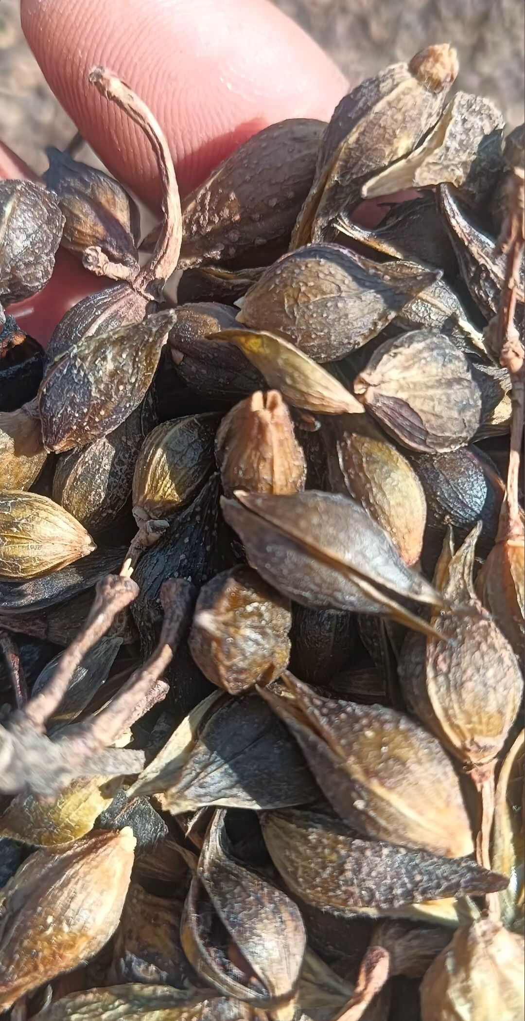 延安老山干连翘，家种连翘