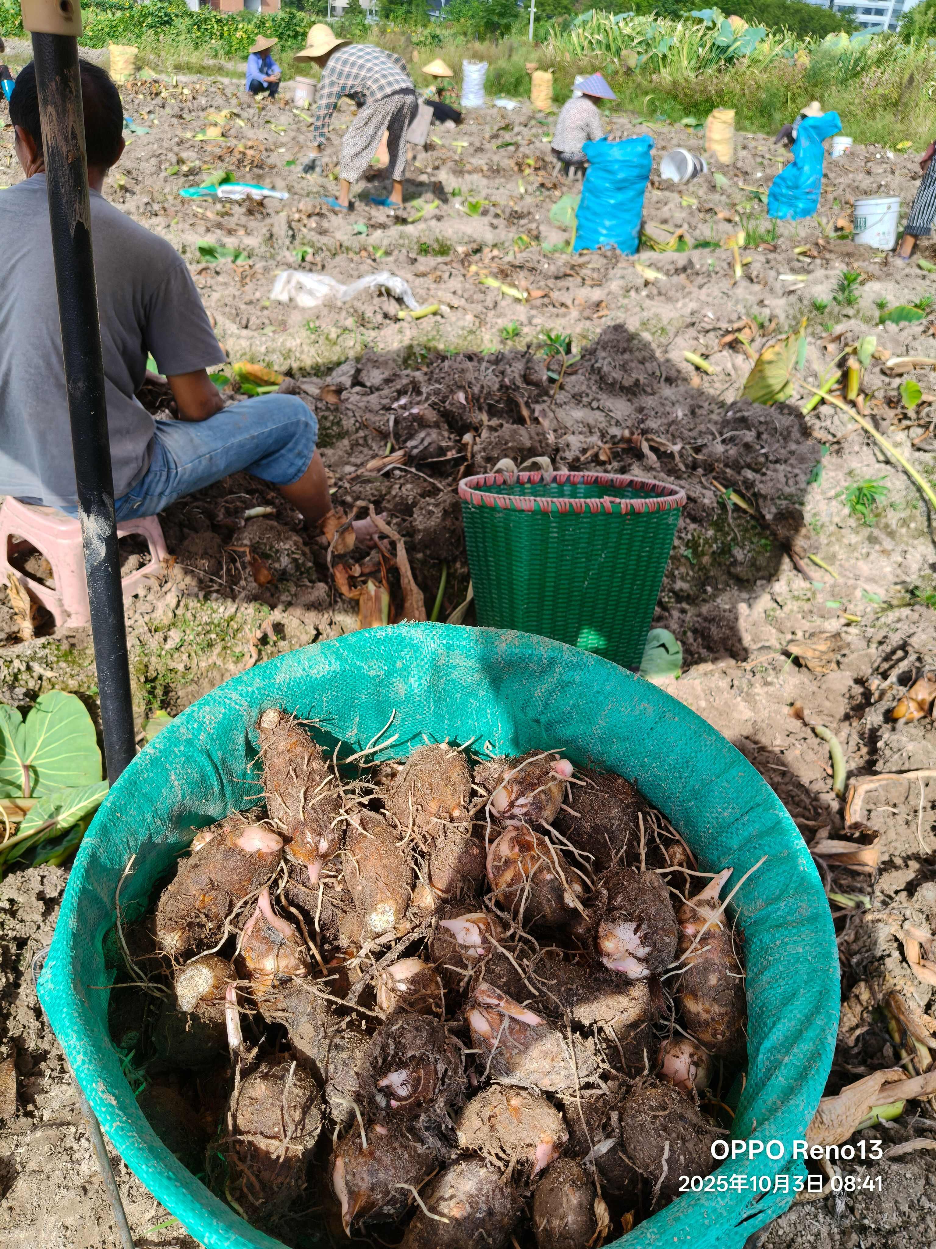 芋头，浙江红芽芋，毛芋，基地直发量大更优惠