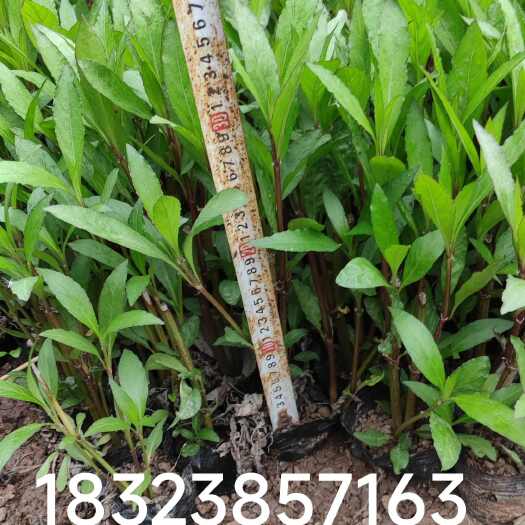 重庆市翠芦莉 耐热耐干易生长