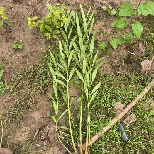 鄢陵县无纺布袋夹竹桃